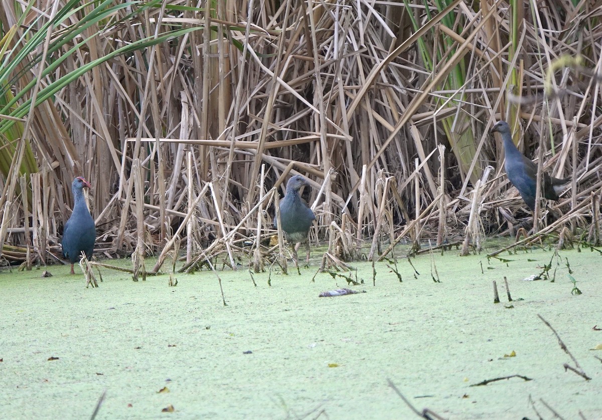 Philippine Swamphen - ML641358956