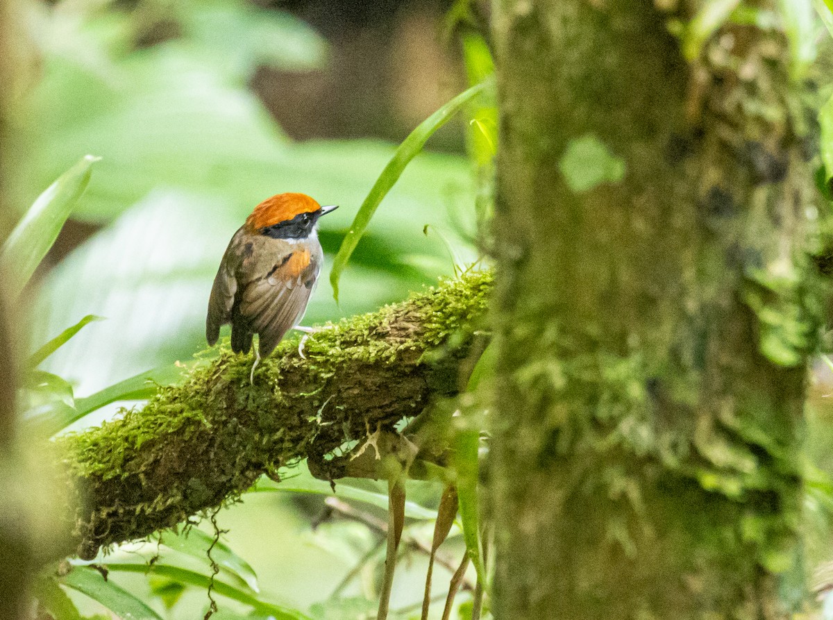 Black-cheeked Gnateater - ML641359072