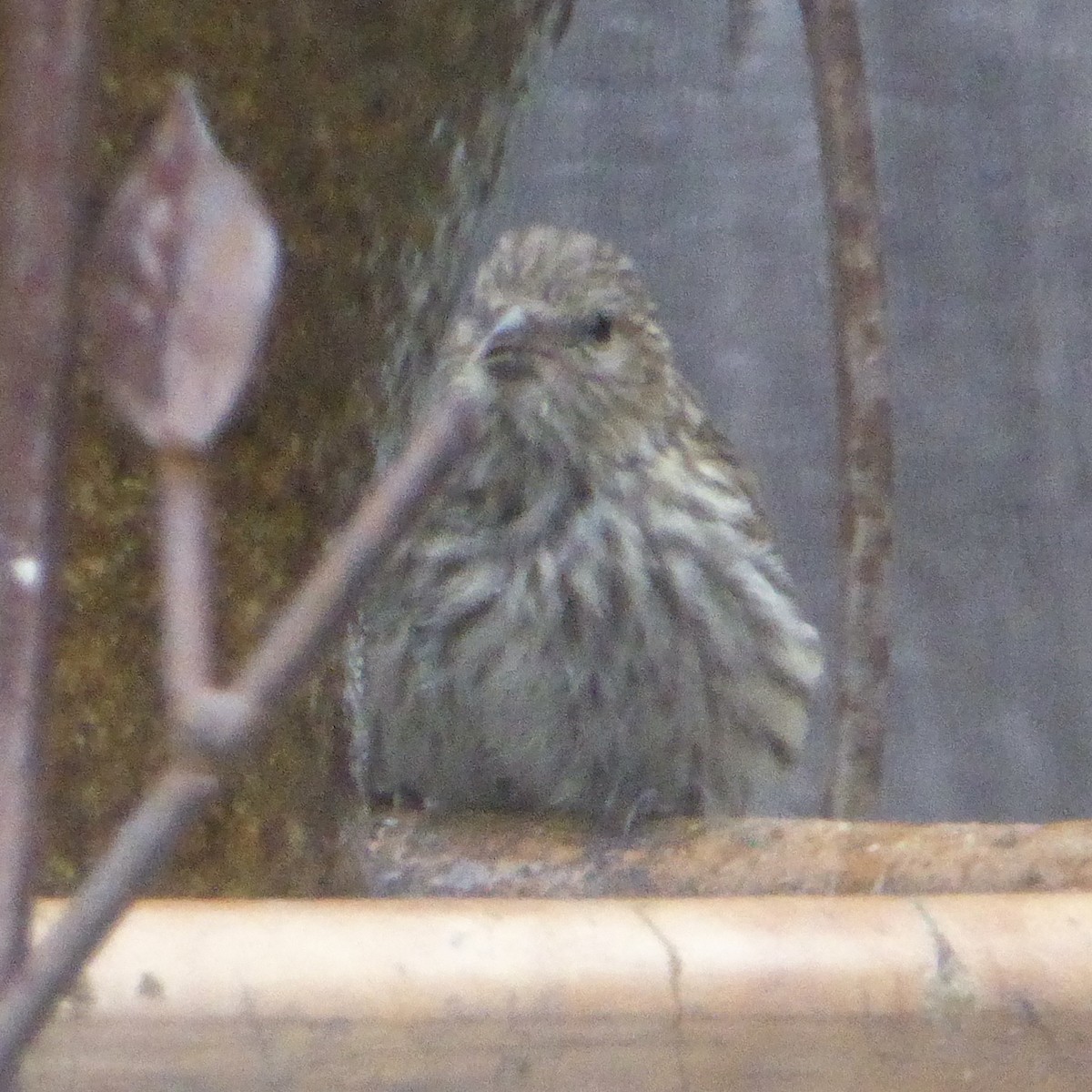 Pine Siskin - ML641359131