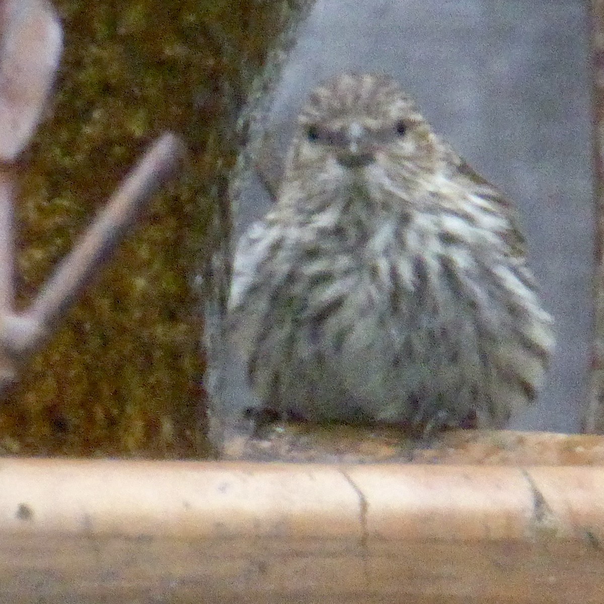 Pine Siskin - ML641359158
