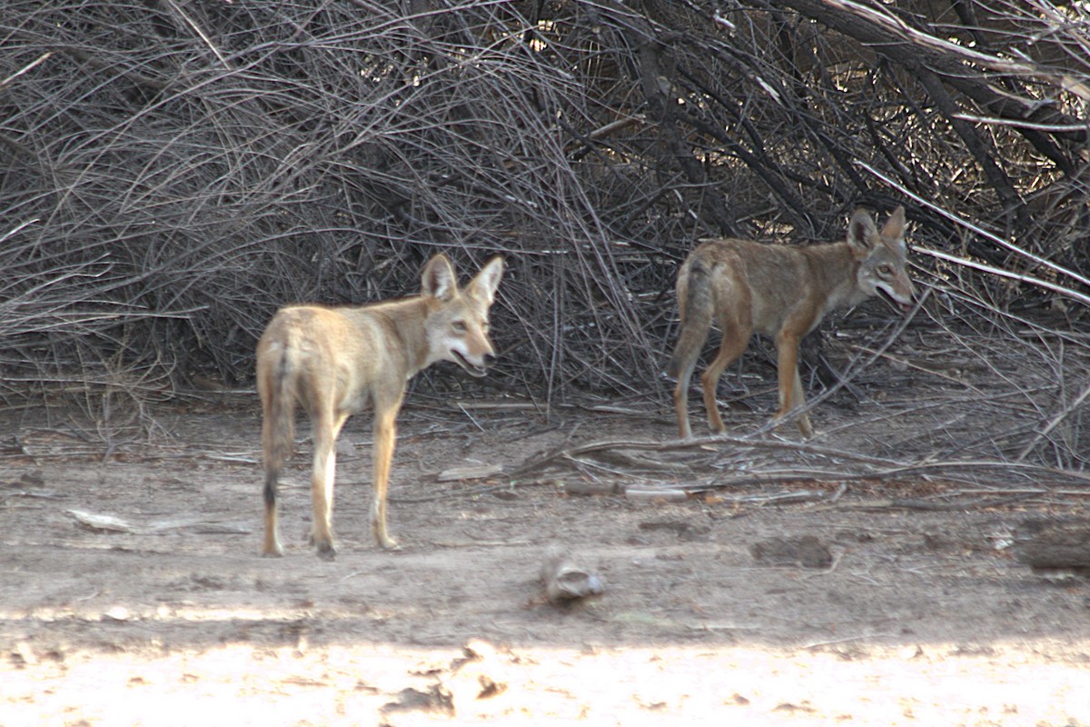 Coyote - ML641359175