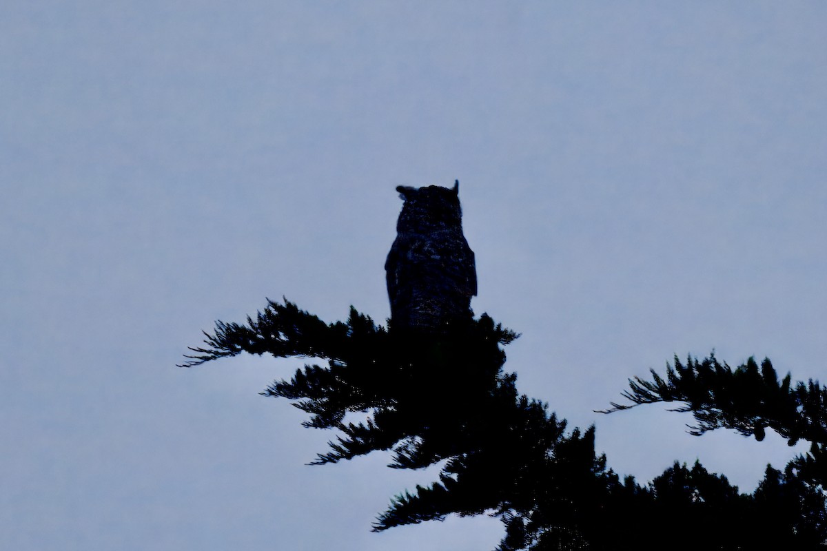 Great Horned Owl - ML641359179