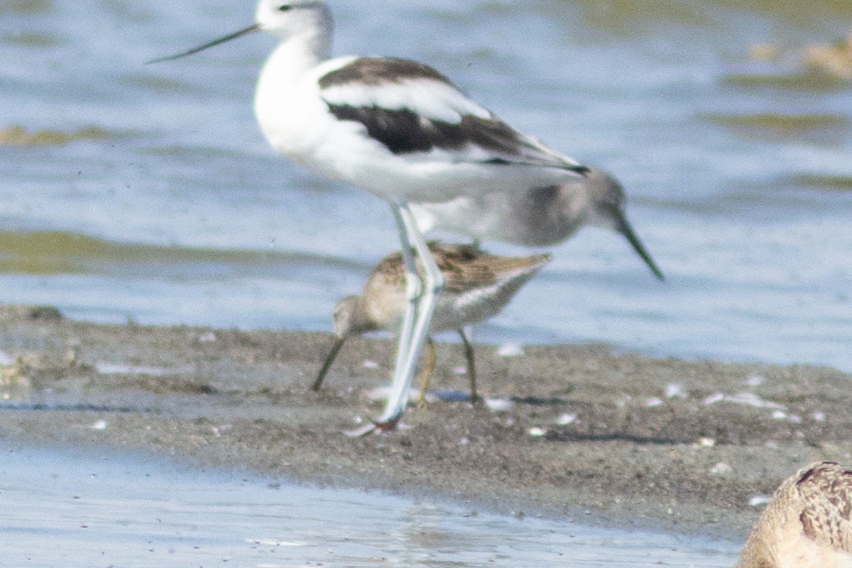 Short-billed Dowitcher - ML641359180