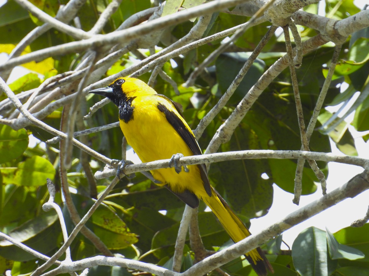 Yellow-tailed Oriole - ML641359225