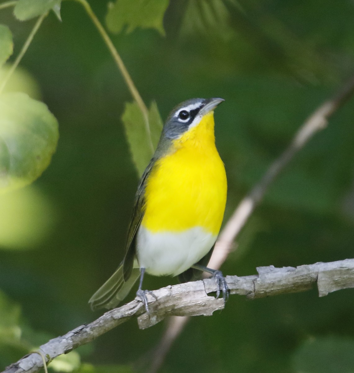 Yellow-breasted Chat - ML641359250