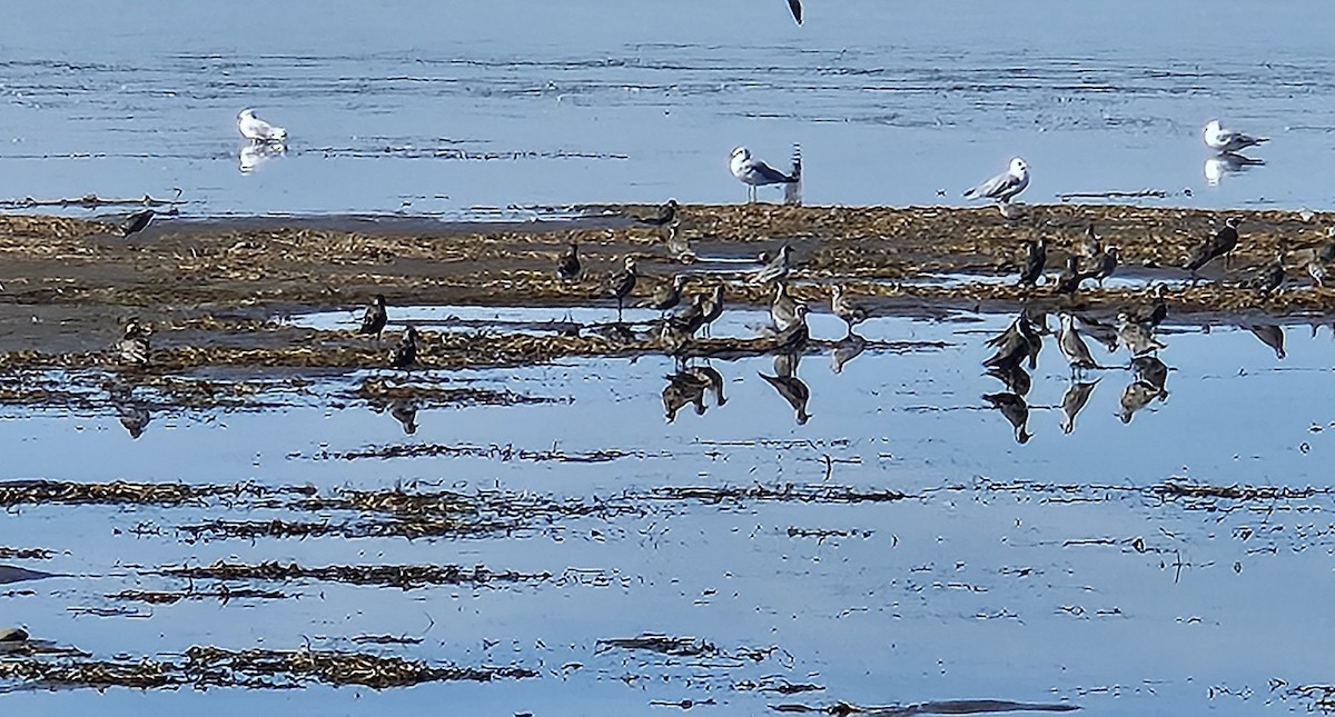 American Golden-Plover - ML641359260