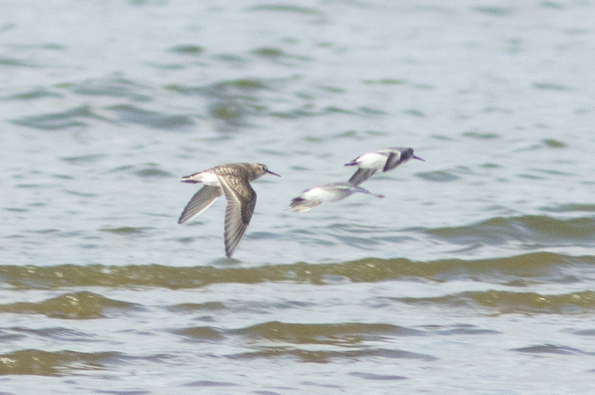 Baird's Sandpiper - ML641359320