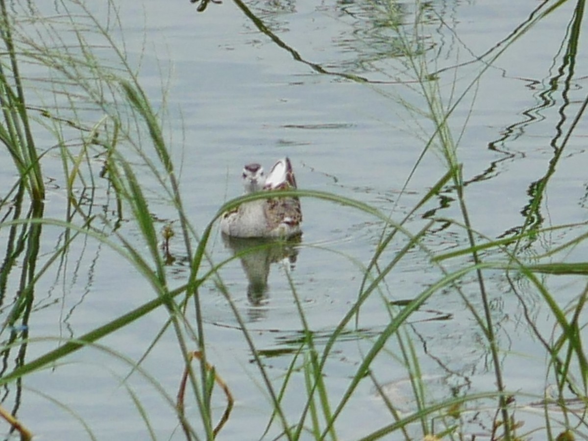 svømmesnipe - ML641359398