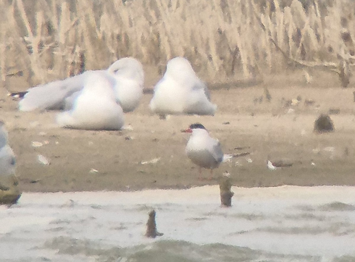 Sterna comune - ML641359414