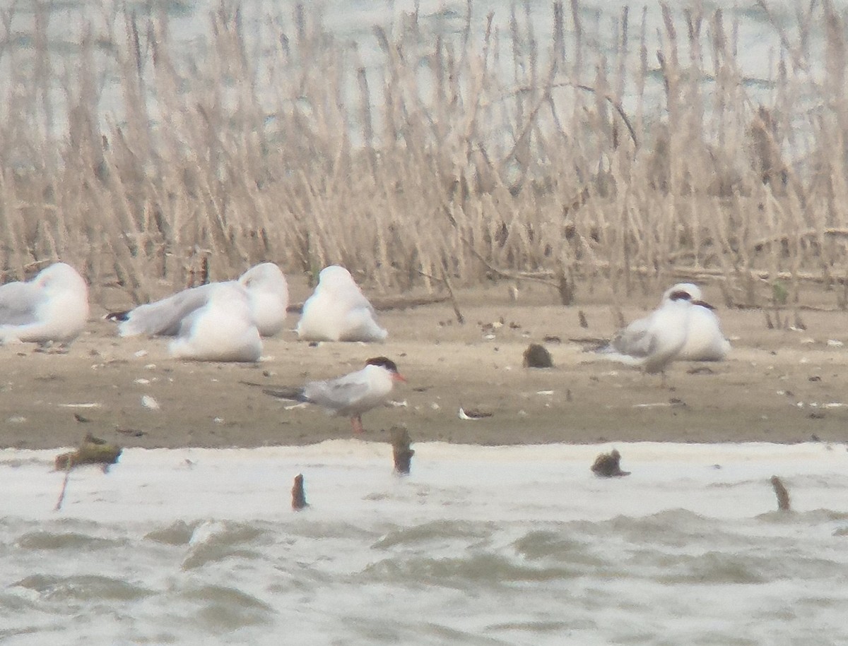 Sterna comune - ML641359415