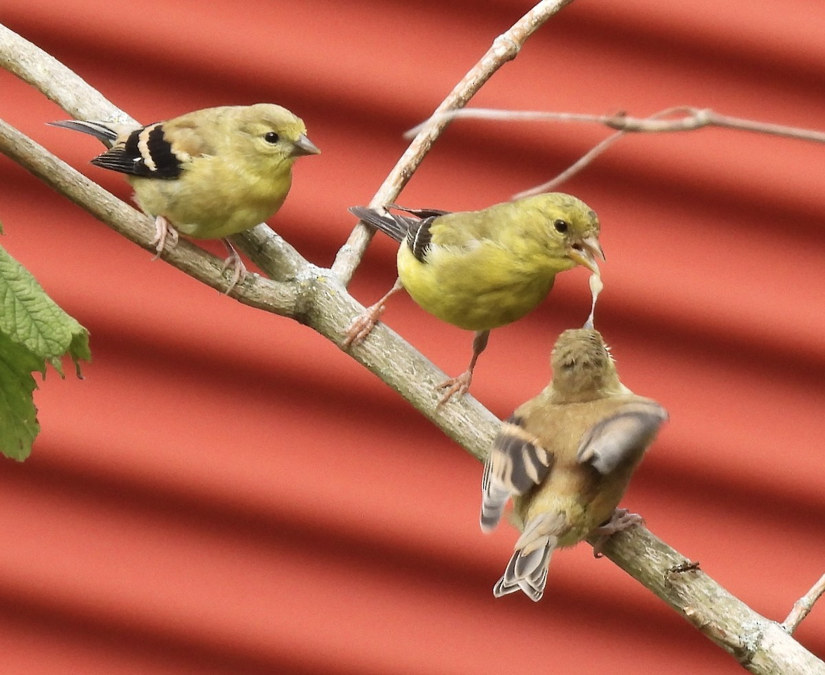 American Goldfinch - ML641359434