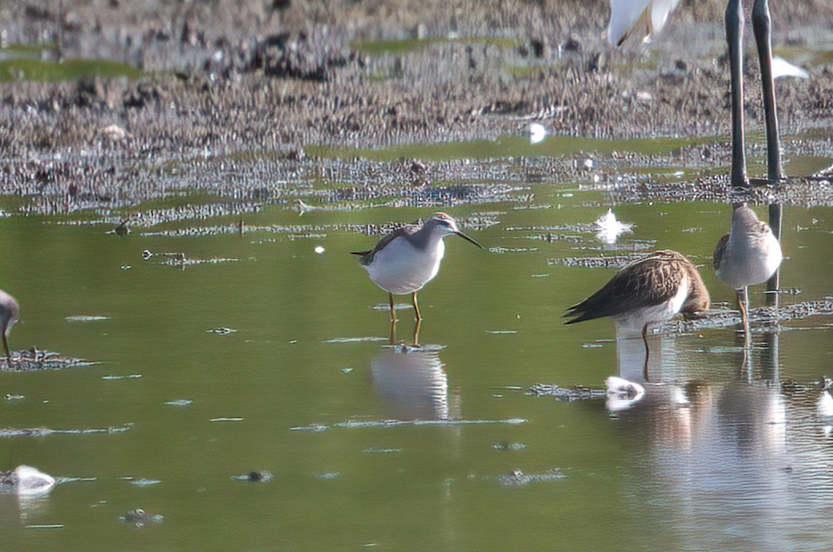 Wilson's Phalarope - ML641359452