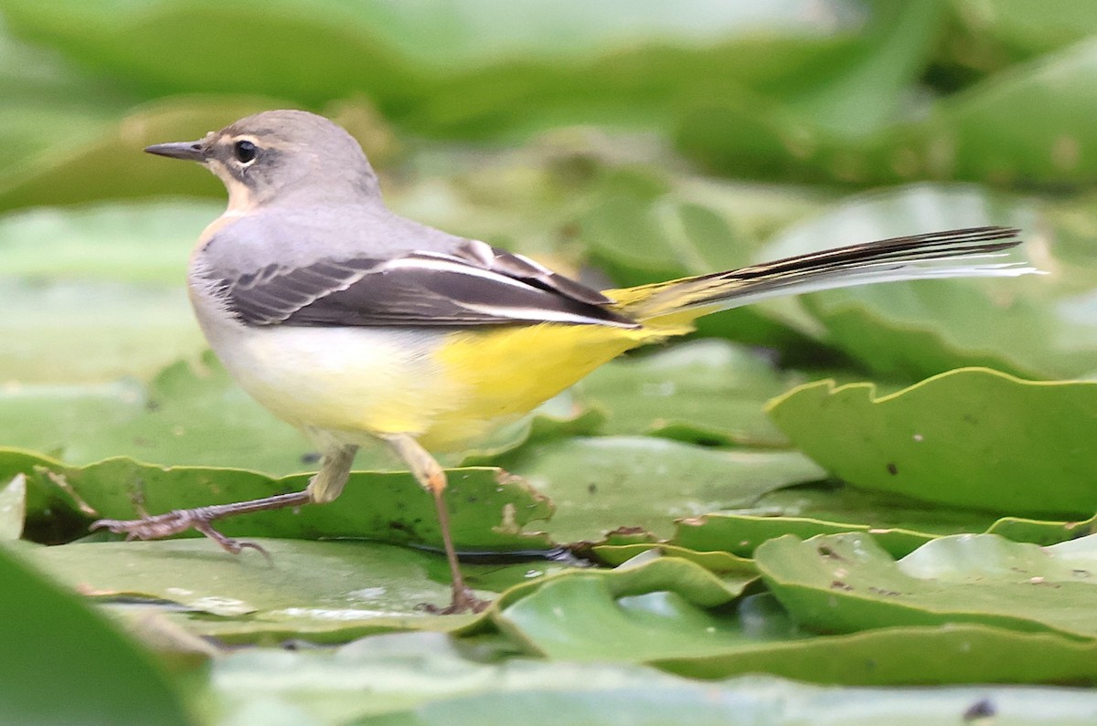 Gray Wagtail - ML641359490