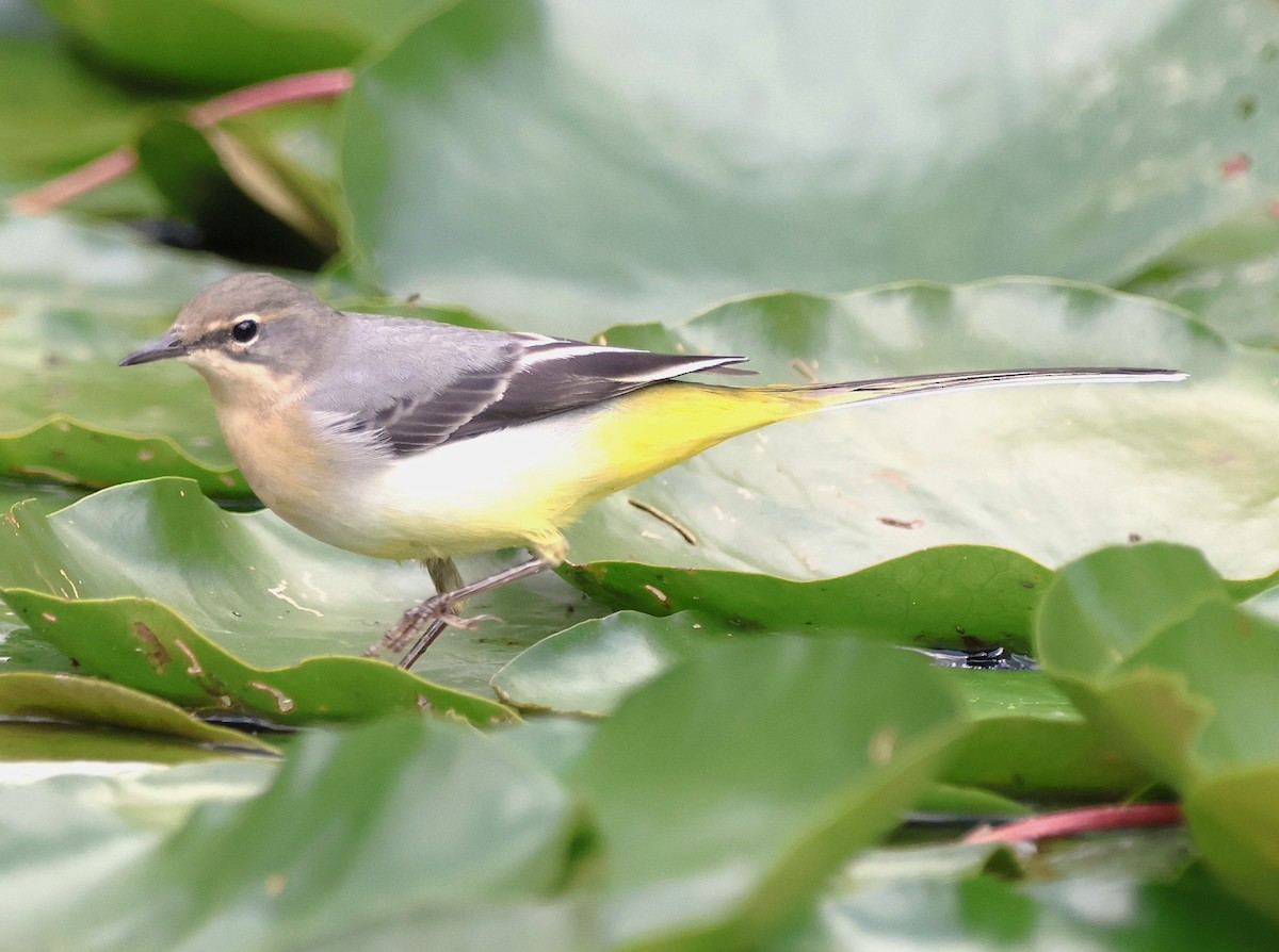 Gray Wagtail - ML641359494