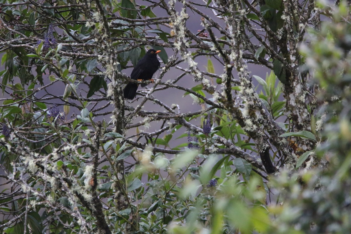 Glossy-black Thrush - ML641359498