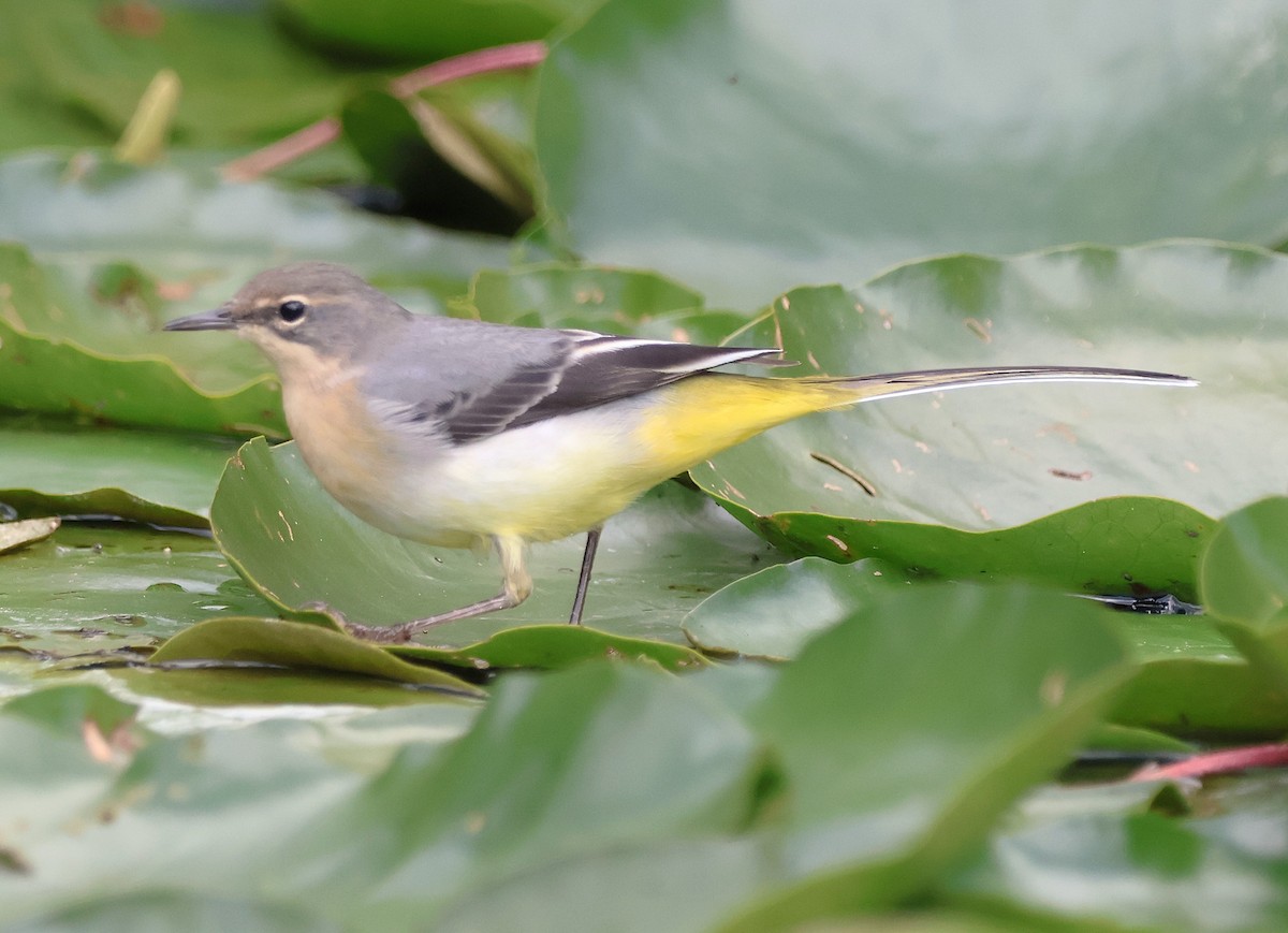 Gray Wagtail - ML641359501
