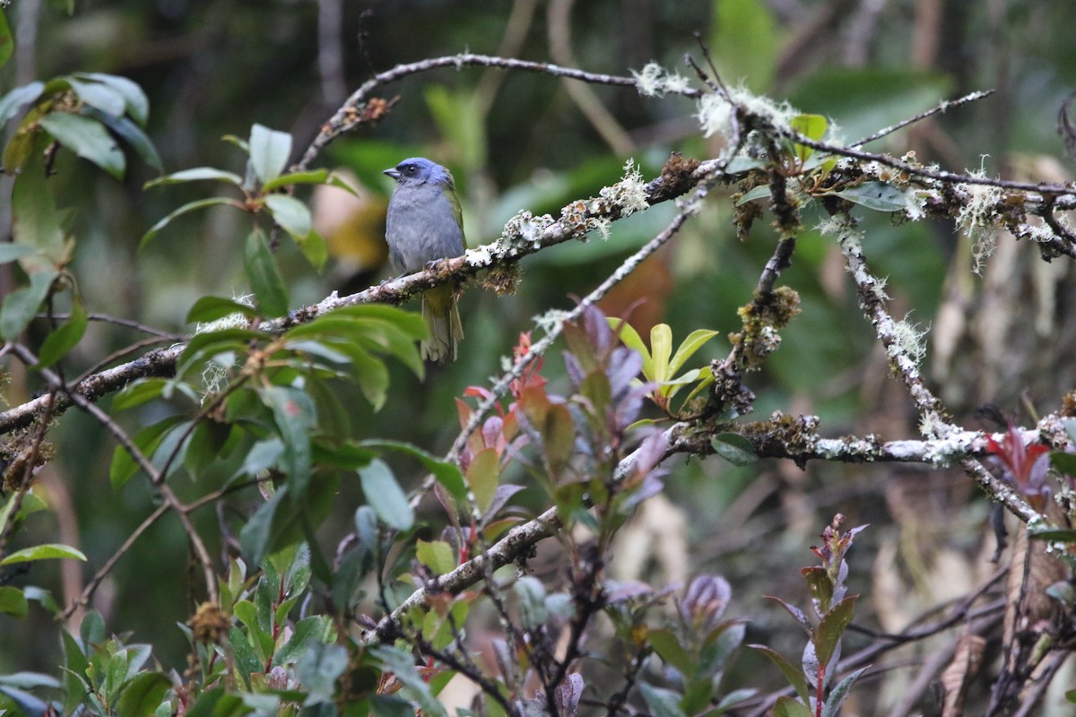 Blue-capped Tanager - ML641359519