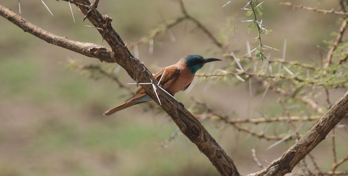 Northern Carmine Bee-eater - ML641359546