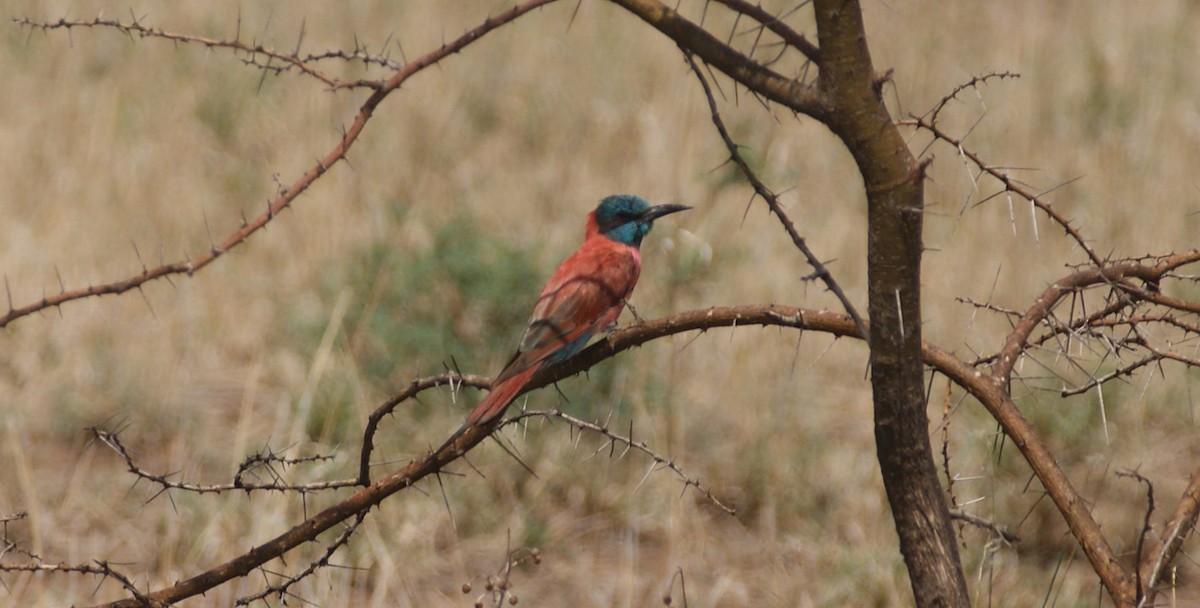 Northern Carmine Bee-eater - ML641359548