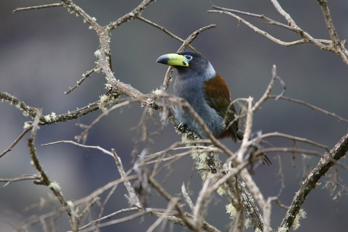 Toucan à capuchon - ML641359564
