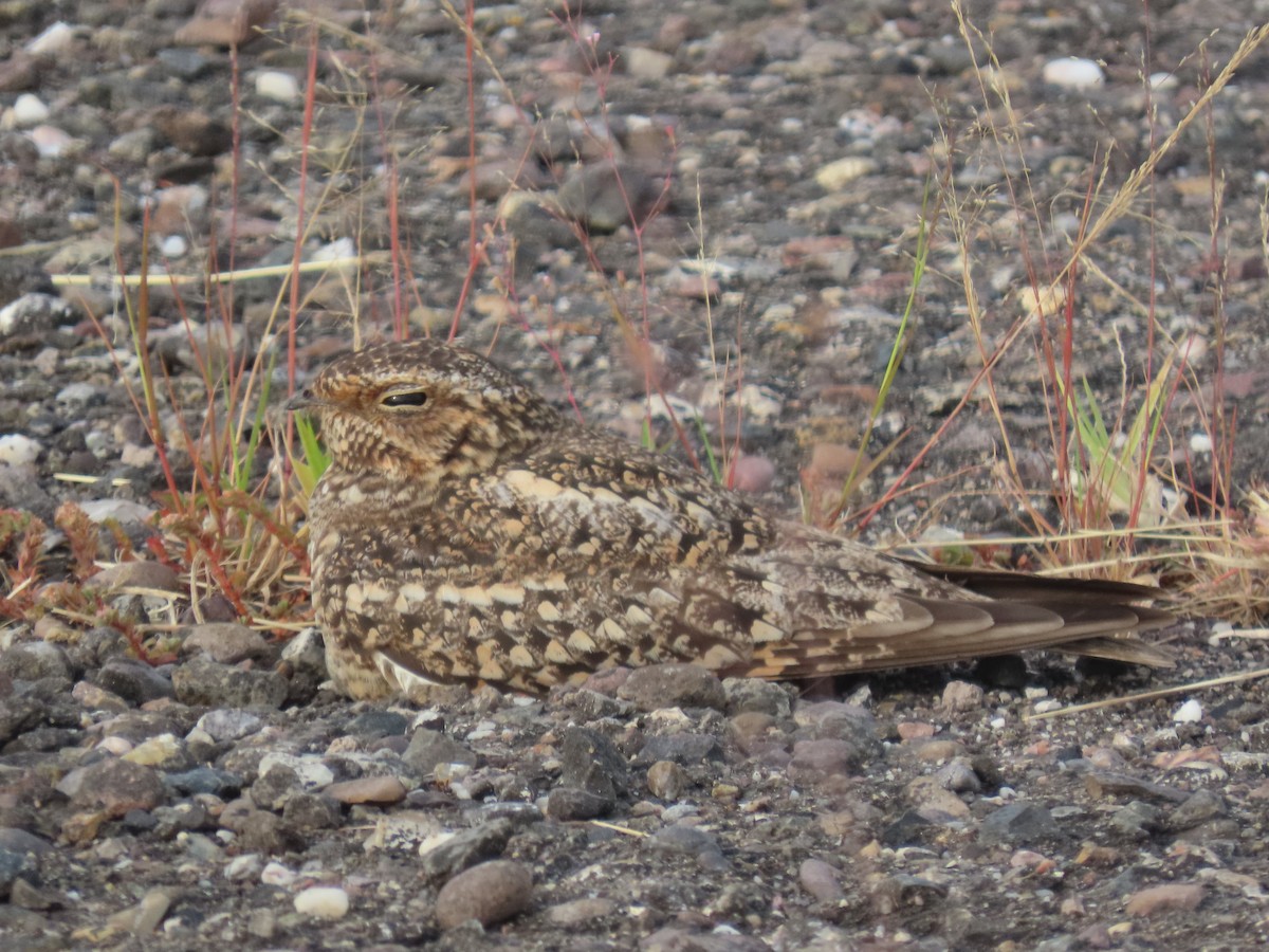 Lesser Nighthawk - ML641359573