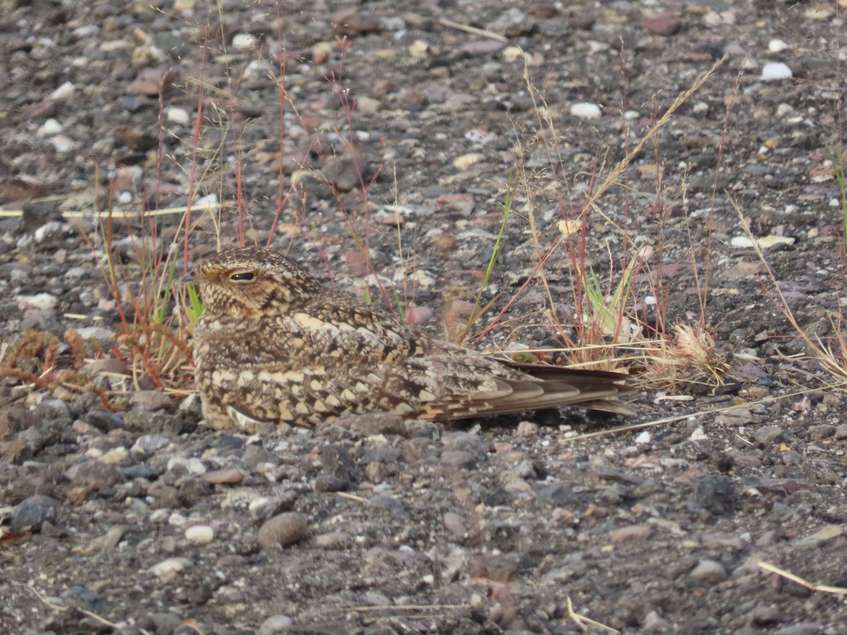 Lesser Nighthawk - ML641359574