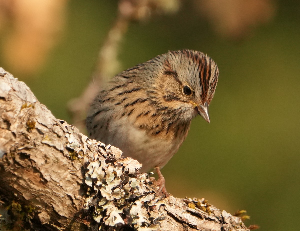 Lincoln's Sparrow - ML641359629
