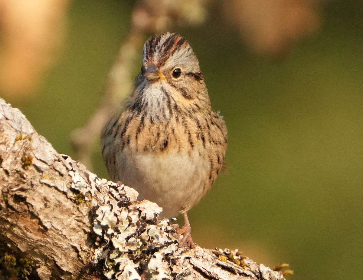 Lincoln's Sparrow - ML641359630