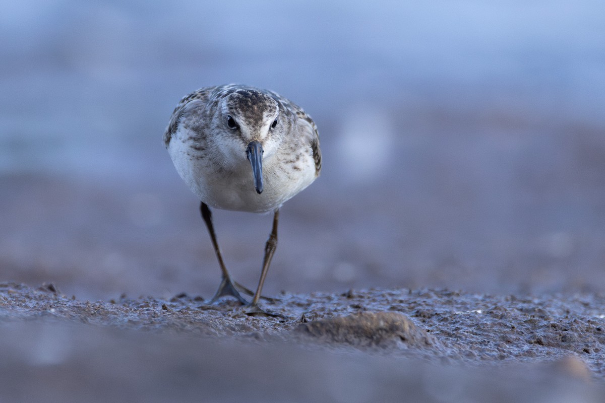 Semipalmated Sandpiper - Jon Febre