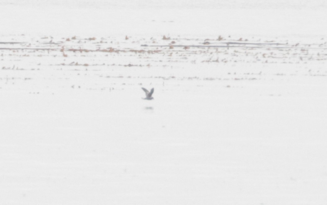 Fork-tailed Storm-Petrel - ML641359692