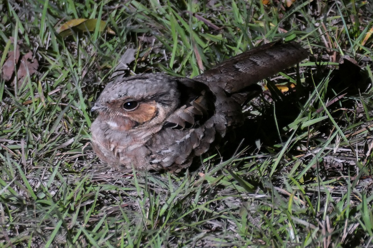 Common Pauraque - ML641359693