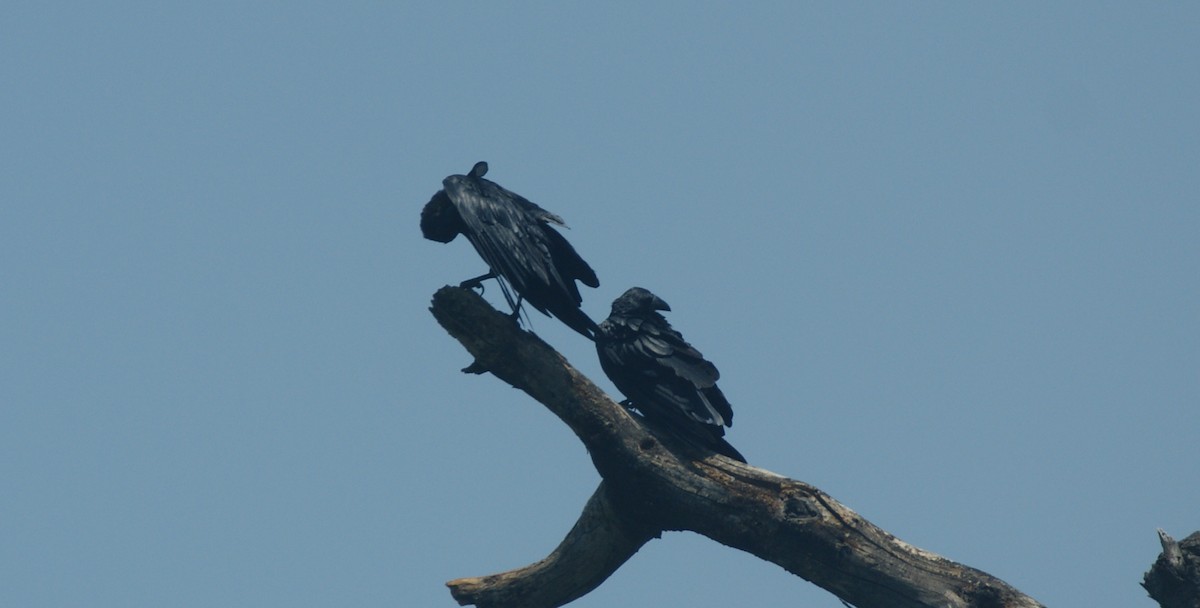 Fan-tailed Raven - ML641359734