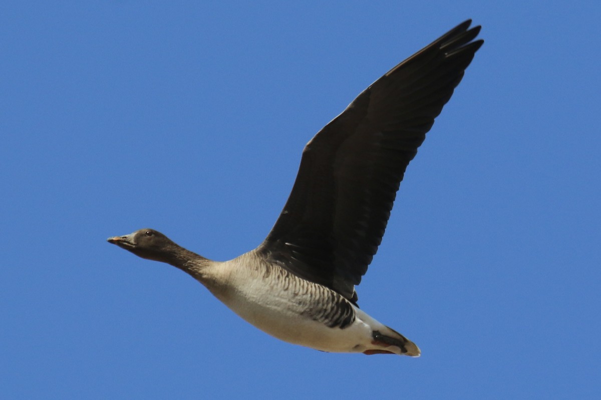 Tundra Bean-Goose - ML641359765