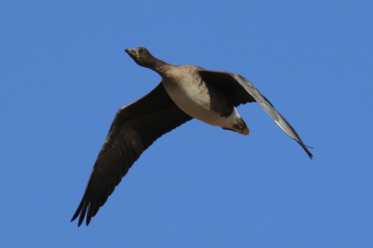 Tundra Bean-Goose - ML641359766