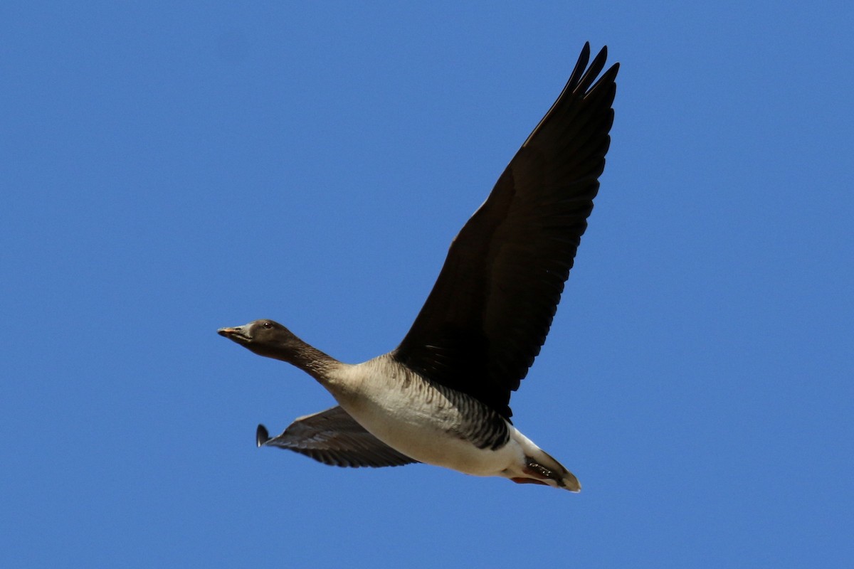 Tundra Bean-Goose - ML641359768