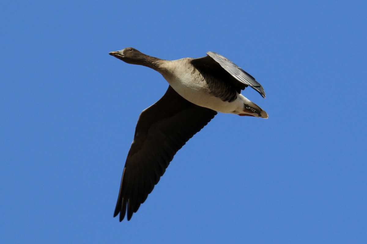 Tundra Bean-Goose - ML641359769