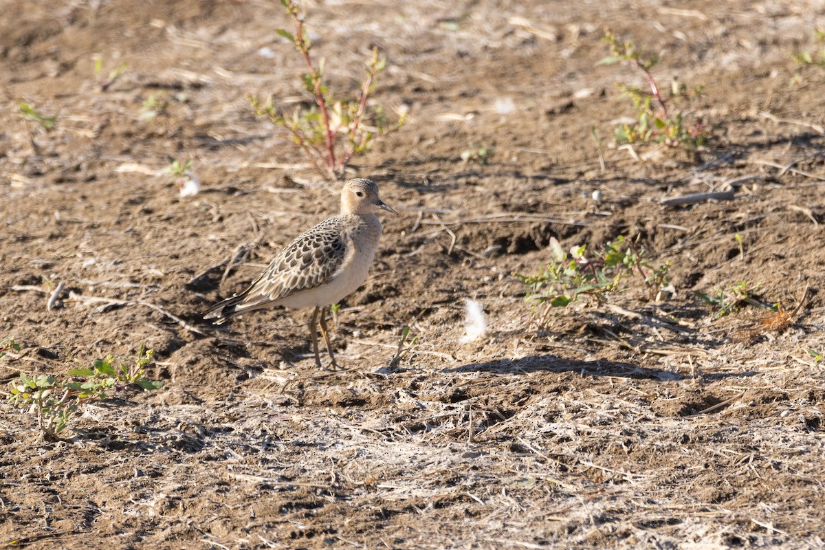 コモンシギ - ML641359788