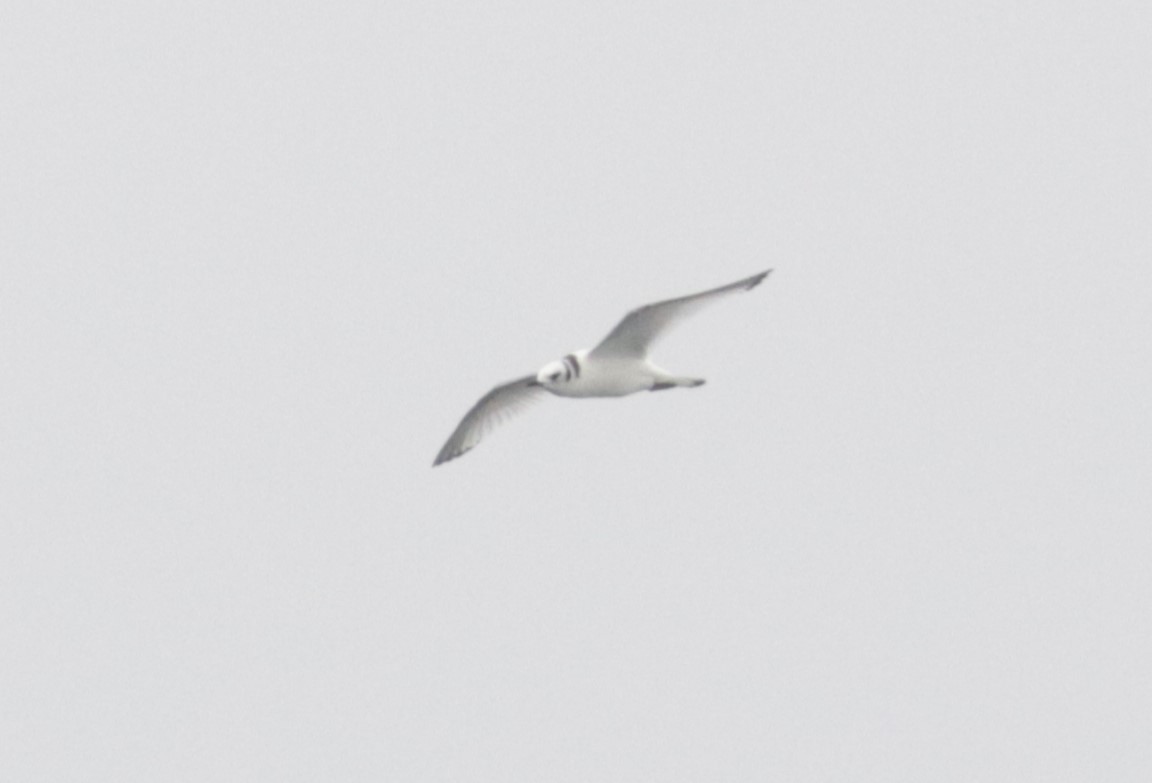 Black-legged Kittiwake - ML641359797
