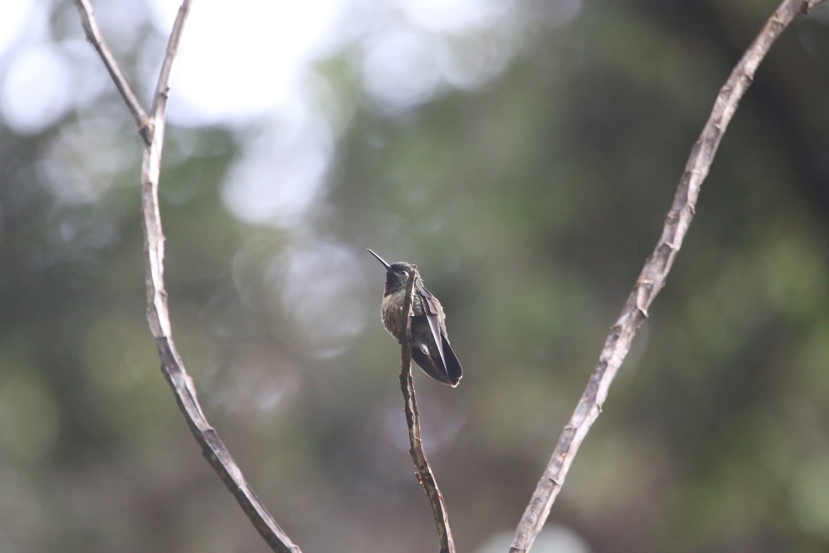 Amethyst-throated Sunangel - ML641359808
