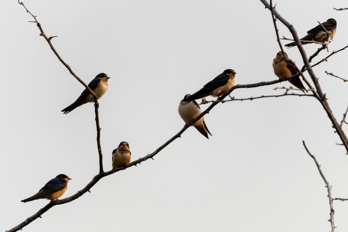 Barn Swallow - ML641359935
