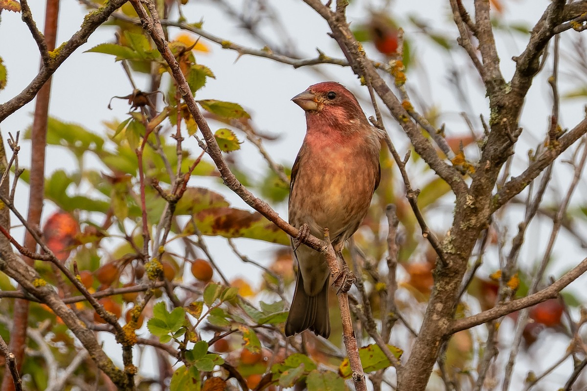 Purple Finch - ML641359946