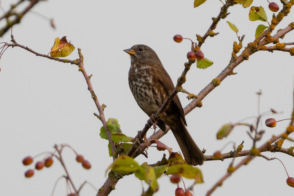 Fox Sparrow - ML641359982