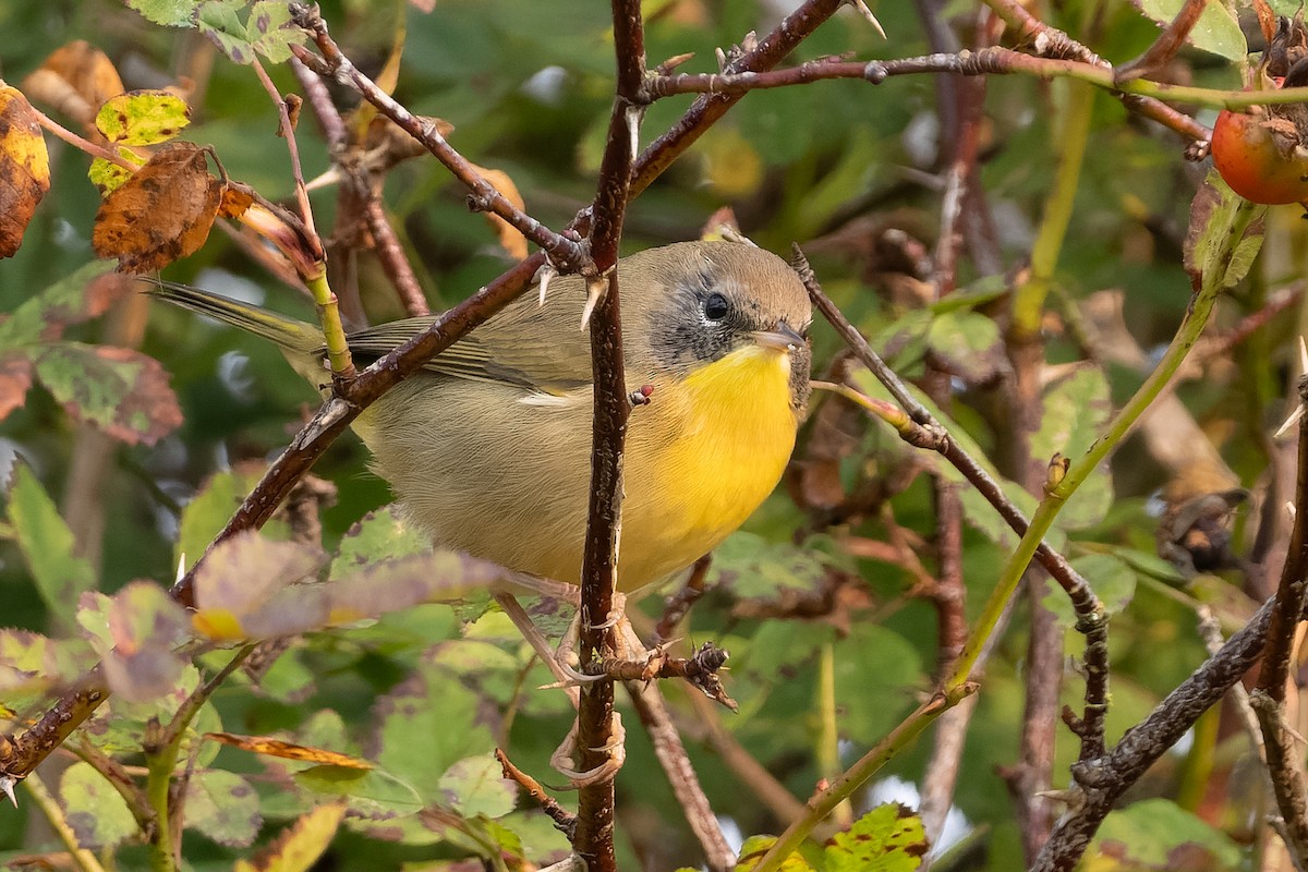 Common Yellowthroat - ML641359989