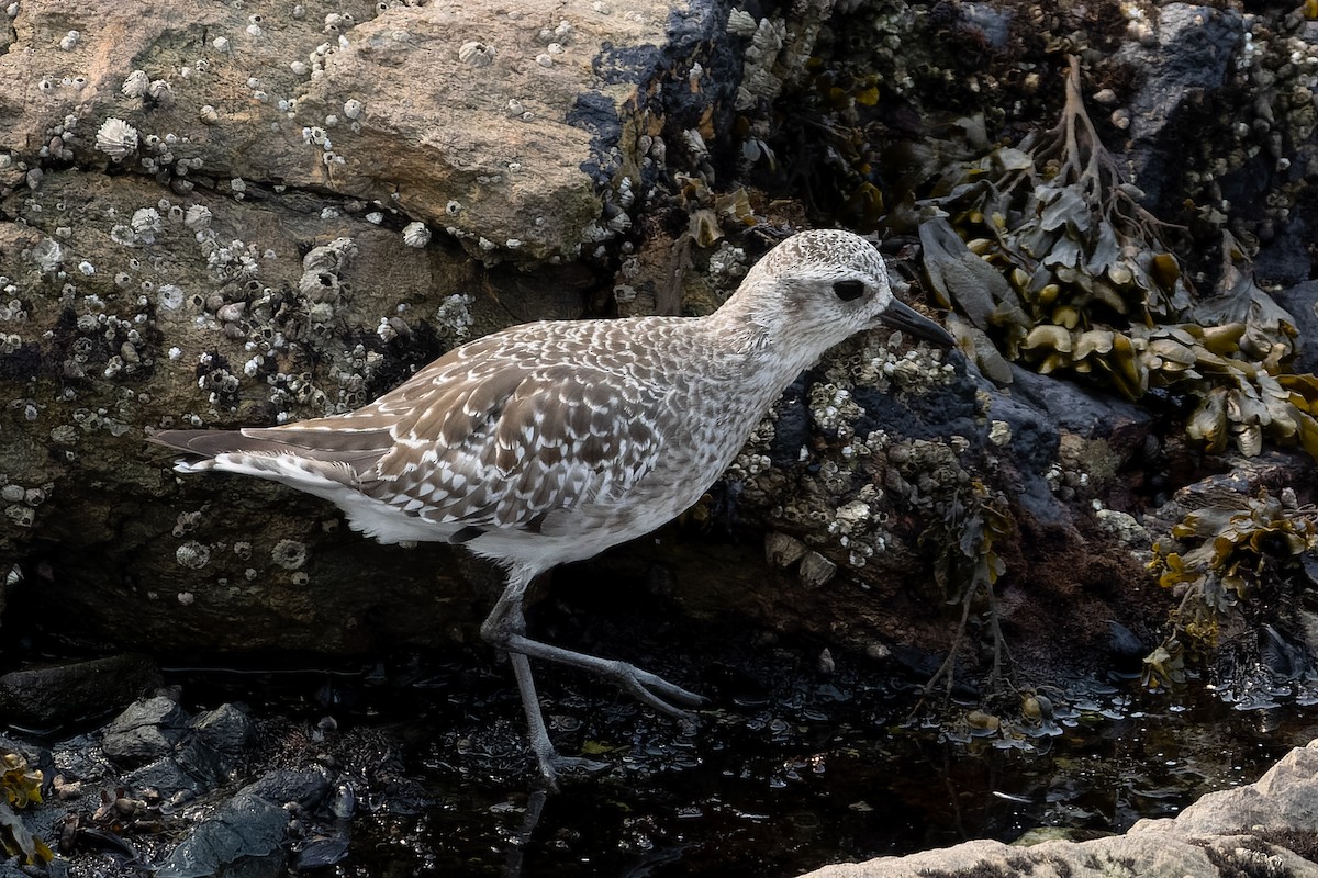 Black-bellied Plover - ML641360037
