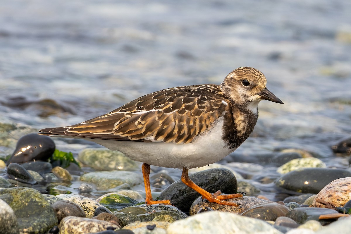 Ruddy Turnstone - ML641360046