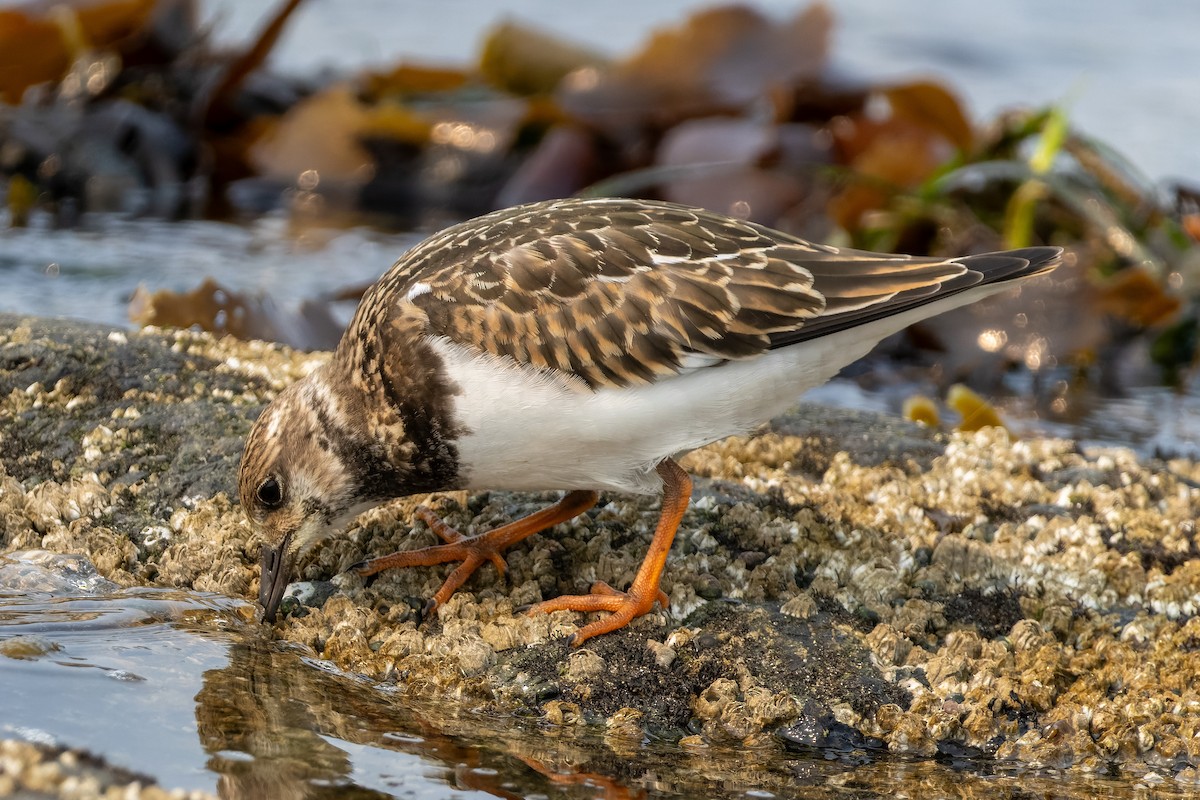 Ruddy Turnstone - ML641360047