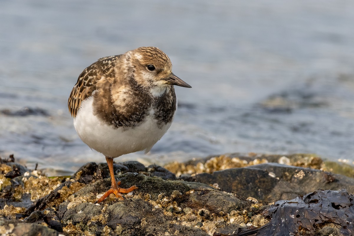 Ruddy Turnstone - ML641360048