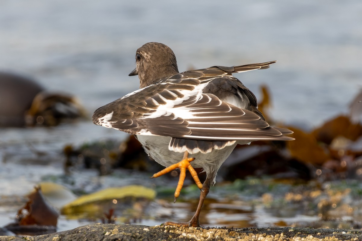 Black Turnstone - ML641360083