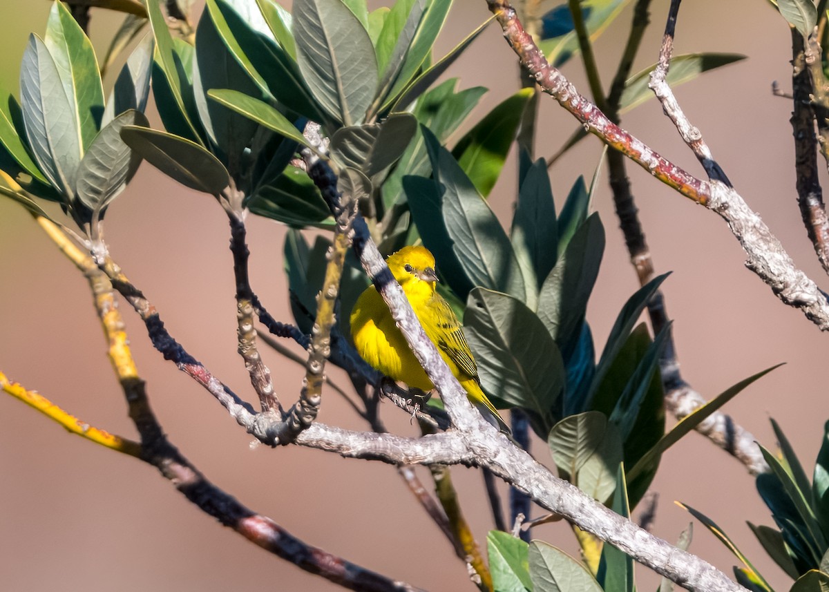 Stripe-tailed Yellow-Finch - ML641360102