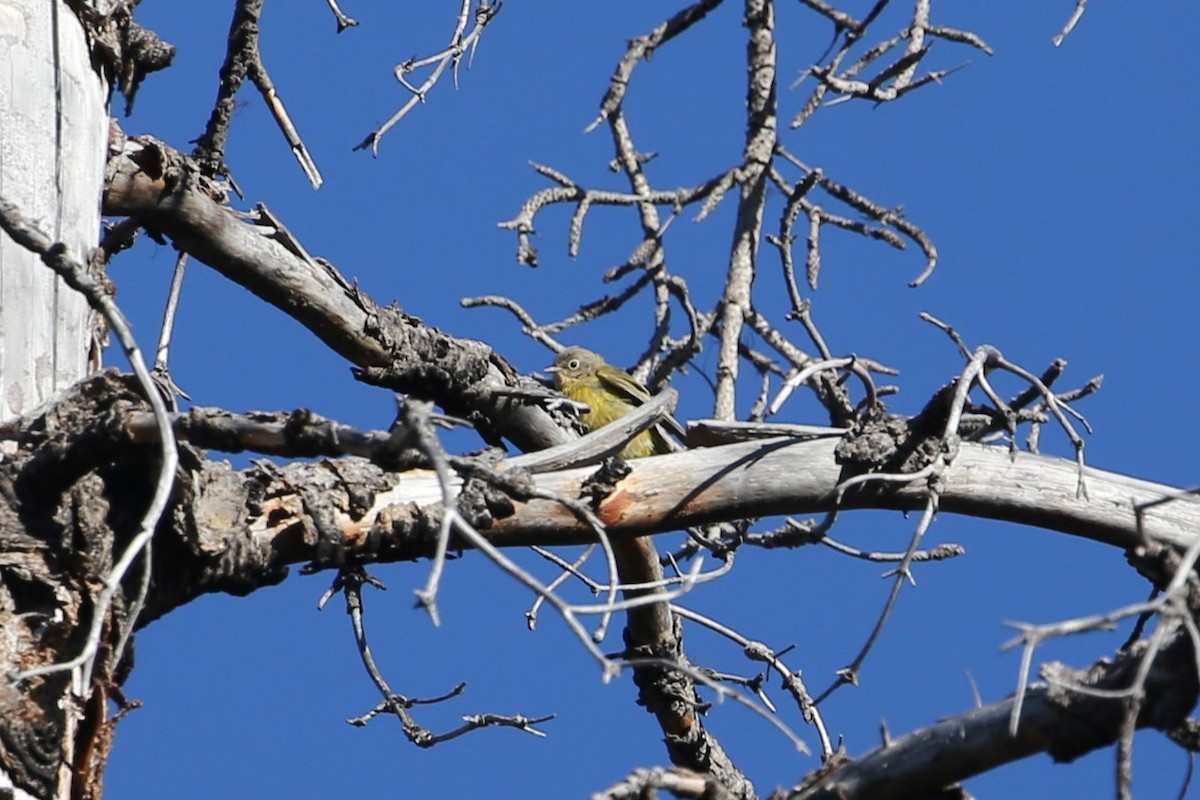 Nashville Warbler - ML641360136